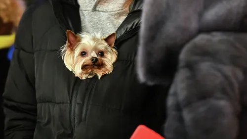 Собак Фото собака на коленях у человека