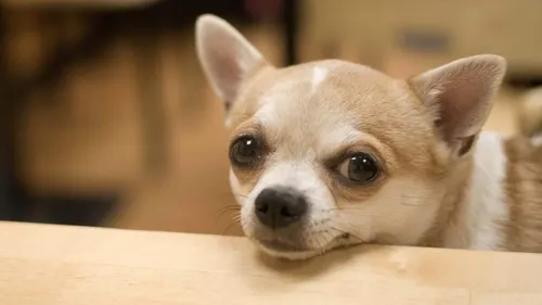 Собак Фото собака, лежащая на деревянной поверхности