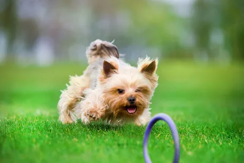 Собак Фото собака бежит по траве