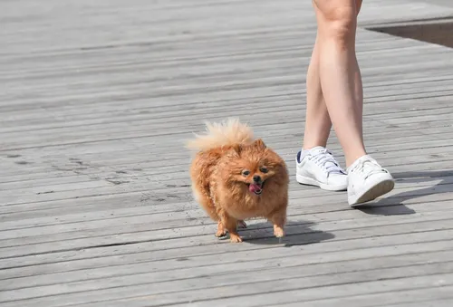 Собак Фото собака гуляет на причале