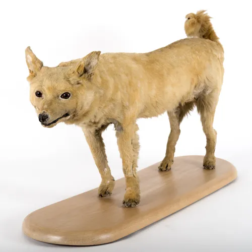 Собак Фото собака, стоящая на деревянной поверхности