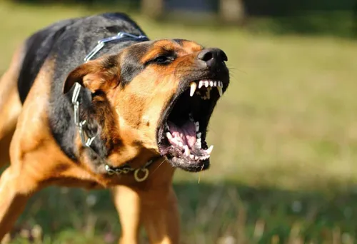 Собак Фото собака с открытым ртом