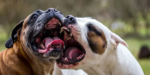 Собак Фото пара собак с открытым ртом