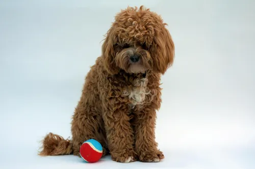 Собак Фото собака с мячом