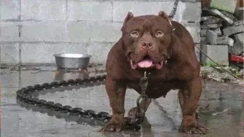 Собак Фото собака, стоящая на мокрой поверхности