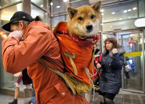 Собак Фото человек в одежде с собакой