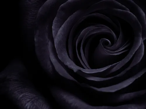Черная Роза Обои на телефон черная роза с черным центром