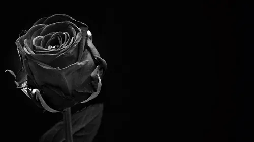 Фицджеральд Туссен, Черная Роза Обои на телефон роза на черном фоне
