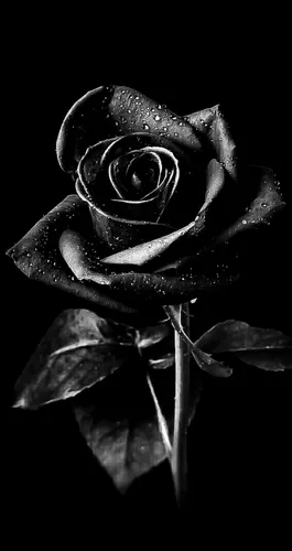 Черная Роза Обои на телефон черно-белая фотография розы