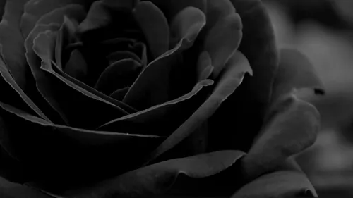Черная Роза Обои на телефон крупный план растения