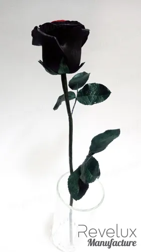 Черная Роза Обои на телефон роза в стеклянной вазе