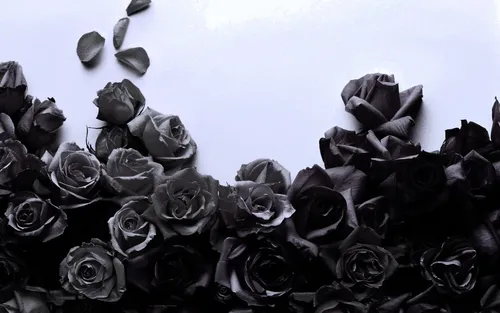 Черная Роза Обои на телефон группа цветов