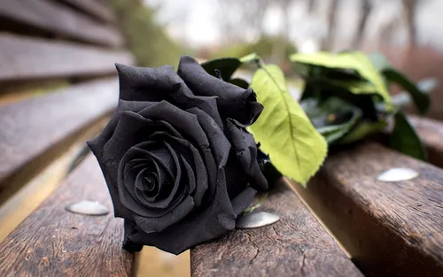 Черная Роза Обои на телефон черная роза с зеленым стеблем