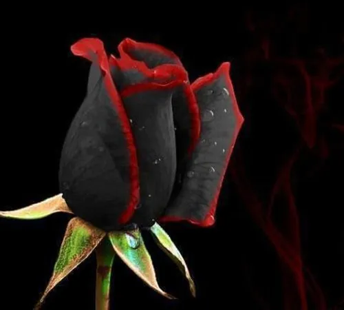 Черная Роза Обои на телефон красная роза с каплями воды