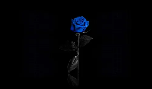 Черная Роза Обои на телефон голубая роза на черном фоне