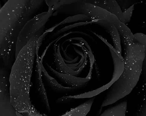 Черная Роза Обои на телефон изображение