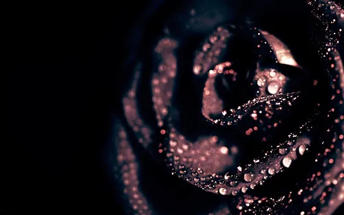 Черная Роза Обои на телефон розовый осьминог крупным планом