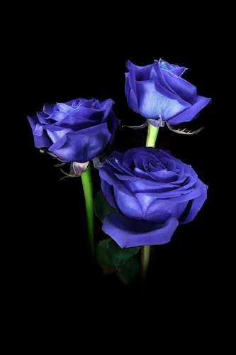 Черная Роза Обои на телефон группа фиолетовых цветов