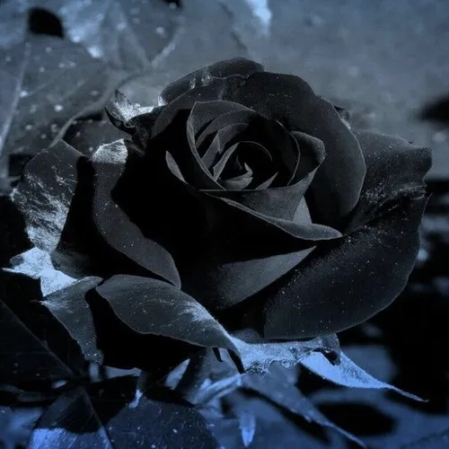 Черная Роза Обои на телефон черная роза на черной поверхности