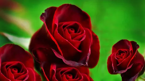Черная Роза Обои на телефон группа красных роз