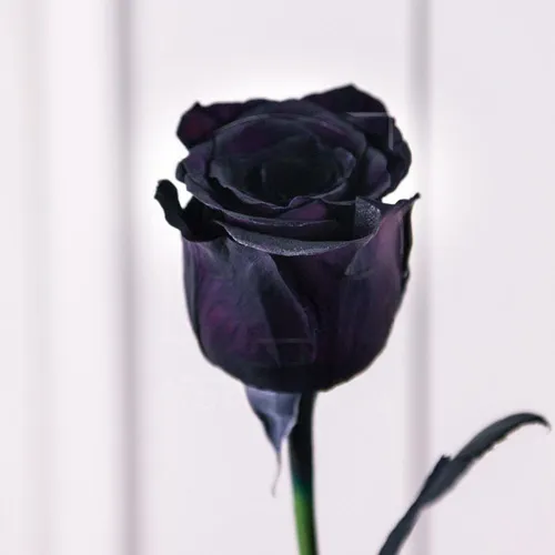 Черная Роза Обои на телефон фиолетовая роза с зеленым стеблем