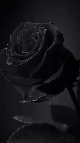 Черная Роза Обои на телефон черная роза с темным фоном