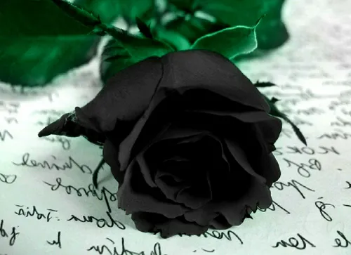 Черная Роза Обои на телефон фиолетовая роза на белой поверхности
