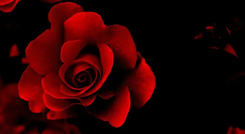 Черная Роза Обои на телефон красная роза крупным планом