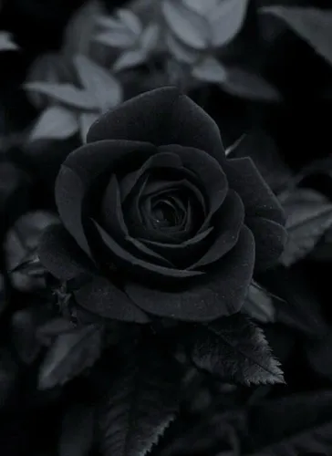 Черная Роза Обои на телефон цветок крупным планом