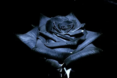 Черная Роза Обои на телефон рука, держащая черно-белую фотографию человека в маске
