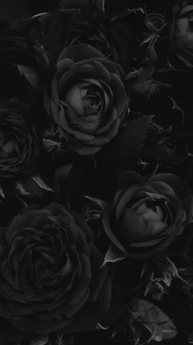 Черная Роза Обои на телефон группа роз