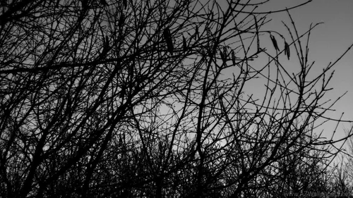 Black Metal Обои на телефон группа птиц на дереве