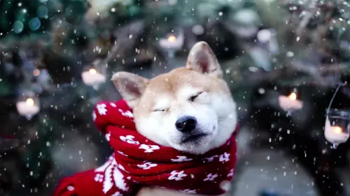Акита Ину Обои на телефон собака в красном шарфе
