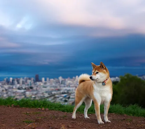 Акита Ину Обои на телефон собака, стоящая на холме с видом на город