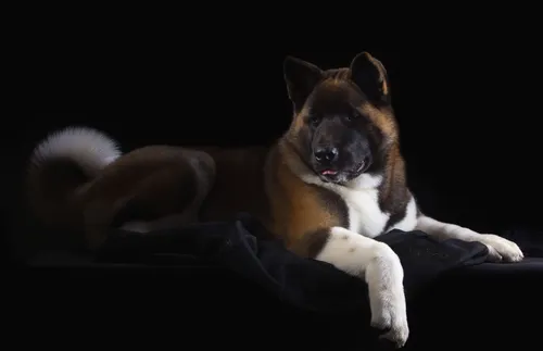 Акита Ину Обои на телефон собака, лежащая на диване