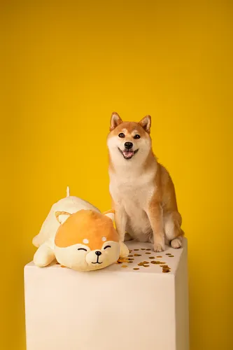 Акита Ину Обои на телефон собака, сидящая на коробке с резной тыквой