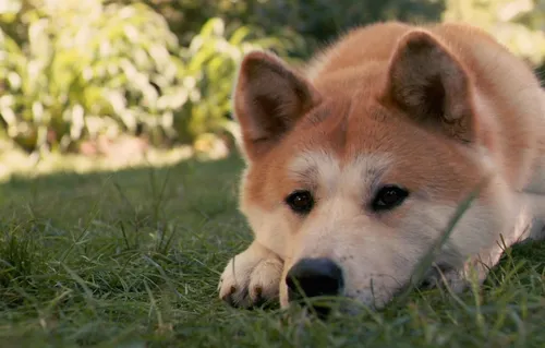 Акита Ину Обои на телефон собака, лежащая в траве