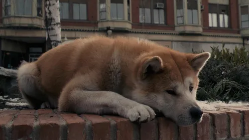 Акита Ину Обои на телефон собака, лежащая на кирпичной стене