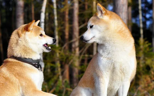 Акита Ину Обои на телефон пара собак в лесу