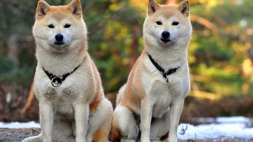 Акита Ину Обои на телефон пара собак, сидящих на снегу