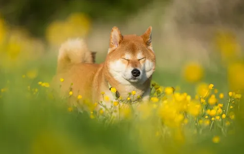 Акита Ину Обои на телефон собака, лежащая в поле желтых цветов