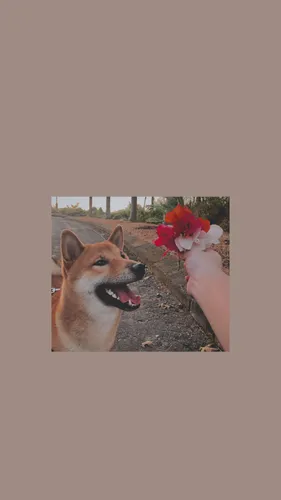 Акита Ину Обои на телефон собака с цветком во рту