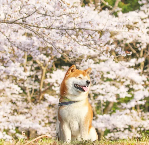 Акита Ину Обои на телефон собака сидит в поле