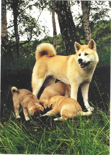 Акита Ину Обои на телефон собака и несколько щенков в траве