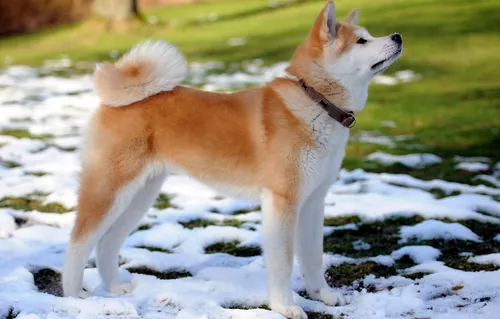 Акита Ину Обои на телефон собака, стоящая на снегу