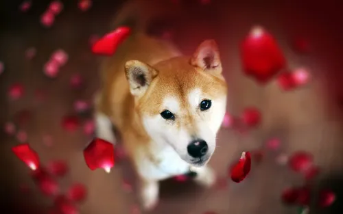 Акита Ину Обои на телефон собака с красными и белыми бумажными сердечками вокруг