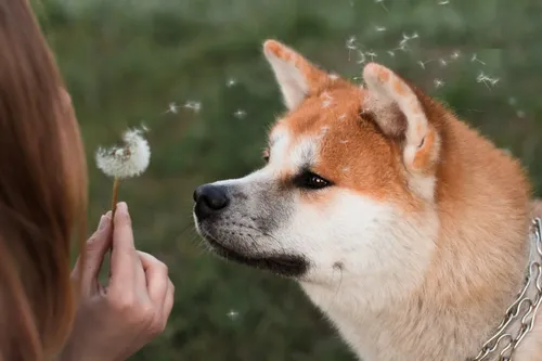 Акита Ину Обои на телефон собака, пахнущая цветком