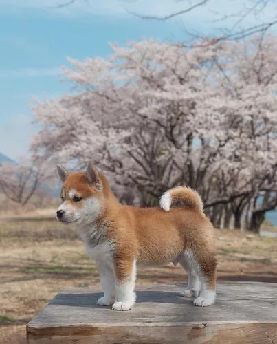 Акита Ину Обои на телефон собака, стоящая на деревянной поверхности с цветущим деревом на заднем плане