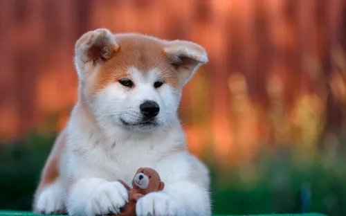 Акита Ину Обои на телефон бело-коричневая собака, держащая маленькую мягкую игрушку