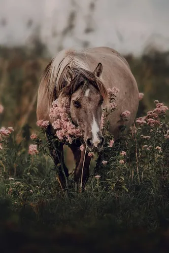 Эстетика Фото лошадь в поле